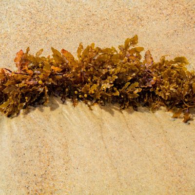 Fresh sargassum seaweed resting on sandy beach, representing the renewable raw material used in EcoPlasticity coatings.